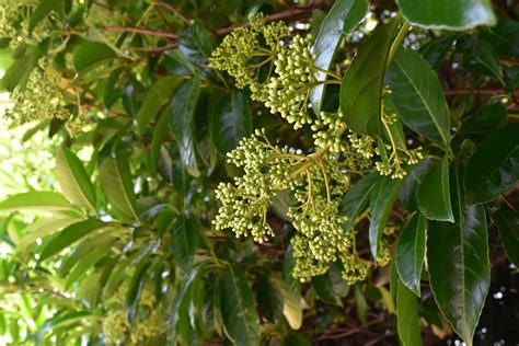 花樹種類|庭木図鑑 植木ペディア